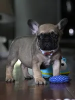 Fawn Male French Bulldog born on May 22, 2026, a male French Bulldog for sale in Cumming, GA – 8 of 10