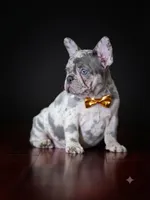 Exquisite Blue Merle French Bulldog Female Puppy, a  French Bulldog for sale in Cumming, GA – 4 of 6