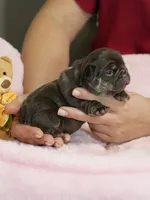 Female Chocolate Tan – Born on September 24, 2026 – AKC Registered, a female French Bulldog for sale in Cumming, GA – 2 of 9