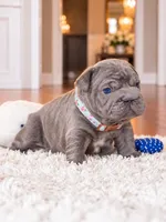 AKC Registered Solid Blue Male French Bulldog Puppy – Ready November 6, a male French Bulldog for sale in Cumming, GA – 4 of 8