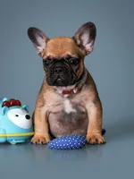 Male Fawn – Born on May 22, 2026, a male French Bulldog for sale in Cumming, GA – 5 of 5