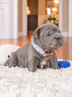 AKC Registered Solid Blue Male French Bulldog Puppy – Ready November 6, a male French Bulldog for sale in Cumming, GA – 1 of 8