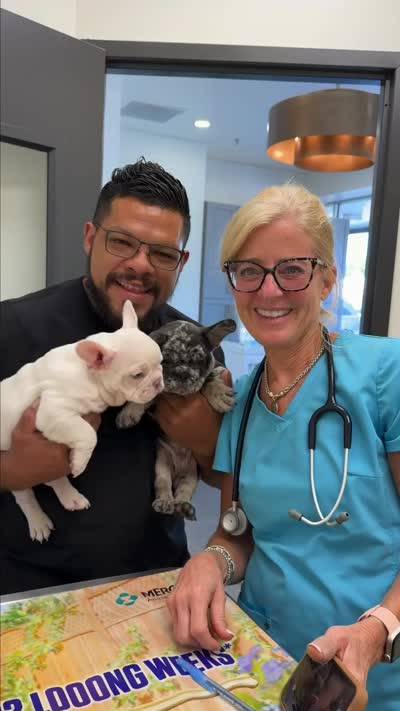 Male Blue Merle – Born on June 23, 2026 – AKC Registered, a male French Bulldog for sale in Cumming, GA – 5 of 10