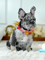 Male Blue Merle – Born on June 23, 2026 – AKC Registered, a male French Bulldog for sale in Cumming, GA – 6 of 10