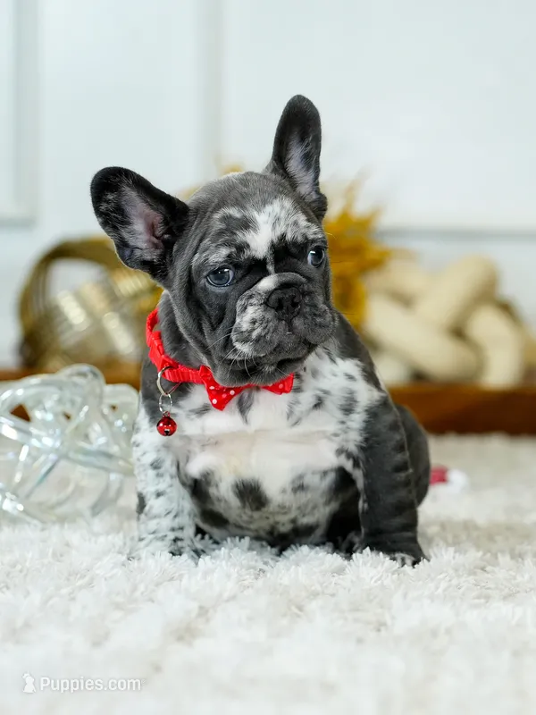 Our 4th of July Blue Merle Boy is Looking for a Home! 🇺🇸🐾 – French Bulldog puppy for sale in Cumming, GA