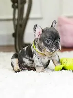 Striking Blue Merle Boy Ready to Steal Your Heart! 💙, a male French Bulldog for sale in Cumming, GA – 6 of 8