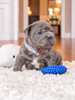 AKC Registered Solid Blue Male French Bulldog Puppy – Ready November 6, a male French Bulldog for sale in Cumming, GA – 2 of 8