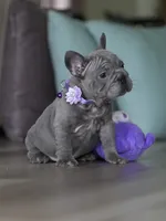 Handsome Male Blue Frenchie! Available for $3,000. DOB: 06/24/2026., a male French Bulldog for sale in Cumming, GA – 7 of 9