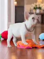 Female Platinum – Born on June 09, 2026, a female French Bulldog for sale in Cumming, GA – 4 of 5