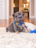 AKC Registered Blue Tan Male French Bulldog Puppy – Ready November 6, a male French Bulldog for sale in Cumming, GA – 9 of 9