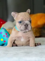 Male Fawn Merle – Born on June 24, 2026 – AKC Registered, a male French Bulldog for sale in Cumming, GA – 6 of 9