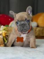 Female Fawn – Born on June 22, 2026 – AKC Registered, a female French Bulldog for sale in Cumming, GA – 2 of 8