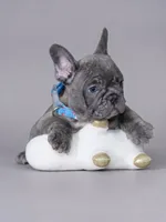 Stunning Blue Brindle Boy Looking for a Home! 💙, a male French Bulldog for sale in Cumming, GA – 3 of 3