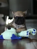 Fawn Male French Bulldog born on May 22, 2026, a male French Bulldog for sale in Cumming, GA – 2 of 10
