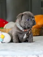 Male Blue – Born on June 22, 2026 – AKC Registered, a male French Bulldog for sale in Cumming, GA – 3 of 7