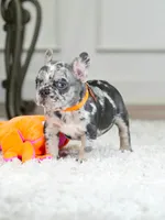 Meet Our Handsome Blue Merle Boy! 💙, a male French Bulldog for sale in Cumming, GA – 2 of 8