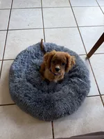 Rudy, a male Cavalier King Charles Spaniel for sale in Hogansville, GA – 2 of 4