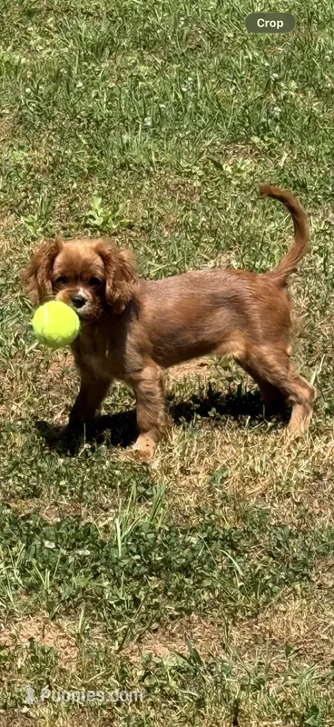 Rudy – Cavalier King Charles Spaniel puppy for sale in Hogansville, GA