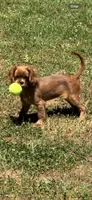 Rudy, a male Cavalier King Charles Spaniel for sale in Hogansville, GA – 1 of 4
