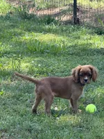 Rudy, a male Cavalier King Charles Spaniel for sale in Hogansville, GA – 3 of 4