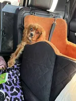Rudy, a male Cavalier King Charles Spaniel for sale in Cascade, IA – 1 of 4