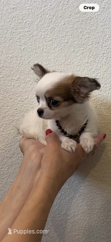 Prince – Chihuahua puppy for sale in Fort Worth, TX