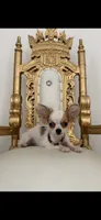 Prince, a male Chihuahua for sale in Fort Worth, TX – 2 of 2