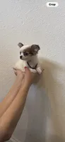 Prince, a male Chihuahua for sale in Fort Worth, TX – 2 of 4