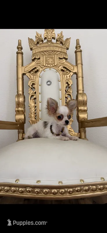 Prince – Chihuahua puppy for sale in Fort Worth, TX
