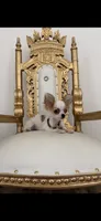 Prince, a male Chihuahua for sale in Fort Worth, TX – 1 of 2