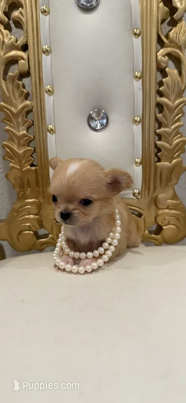 Heavenly  – Chihuahua puppy for sale in Fort Worth, TX