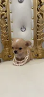Heavenly , a female Chihuahua for sale in Fort Worth, TX – 1 of 2