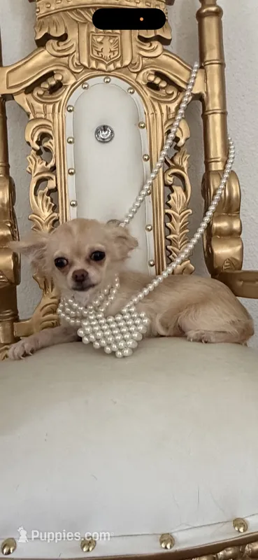 Gracy – Chihuahua puppy for sale in Fort Worth, TX