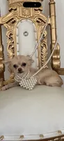Gracy, a female Chihuahua for sale in Fort Worth, TX – 1 of 1