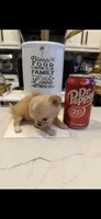 Heavenly , a female Chihuahua for sale in Fort Worth, TX – 2 of 2
