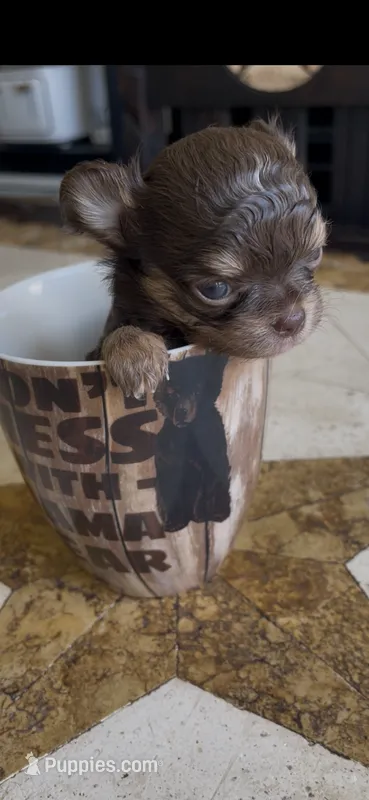 Dior – Chihuahua puppy for sale in Fort Worth, TX
