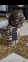 Dior, a male Chihuahua for sale in Fort Worth, TX – 1 of 1