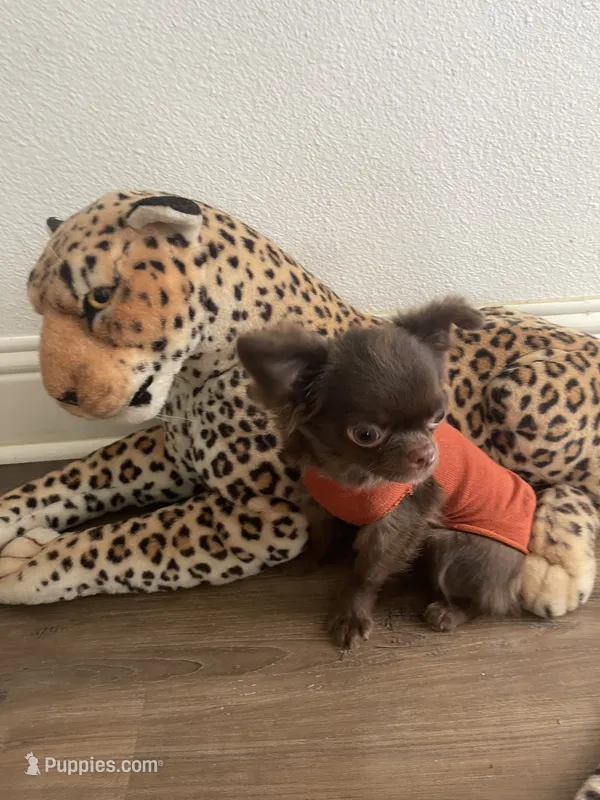 Coco – Chihuahua puppy for sale in Fort Worth, TX