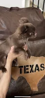 Coco, a male Chihuahua for sale in Fort Worth, TX – 2 of 2