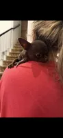 Bullet, a male Chihuahua for sale in Fort Worth, TX – 2 of 2