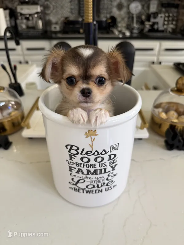 Diamond – Chihuahua puppy on hold in Fort Worth, TX