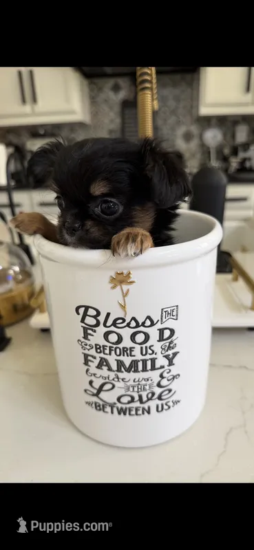 Extra Tiny Tiffany  – Chihuahua puppy for sale in Fort Worth, TX