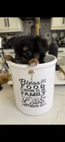 Extra Tiny Tiffany , a female Chihuahua for sale in Fort Worth, TX – 1 of 1