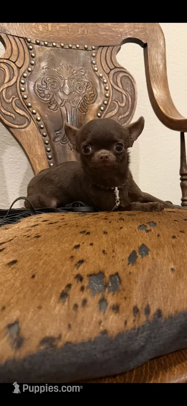 Bullet – Chihuahua puppy for sale in Fort Worth, TX