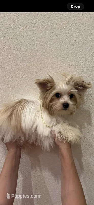Dior – Yorkshire Terrier puppy for sale in Fort Worth, TX