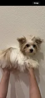 Dior, a male Yorkshire Terrier for sale in Fort Worth, TX – 1 of 1