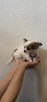 Prince, a male Chihuahua for sale in Fort Worth, TX – 3 of 4