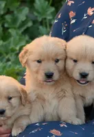 AKC, a female Golden Retriever for sale in Modesto, CA – 3 of 5