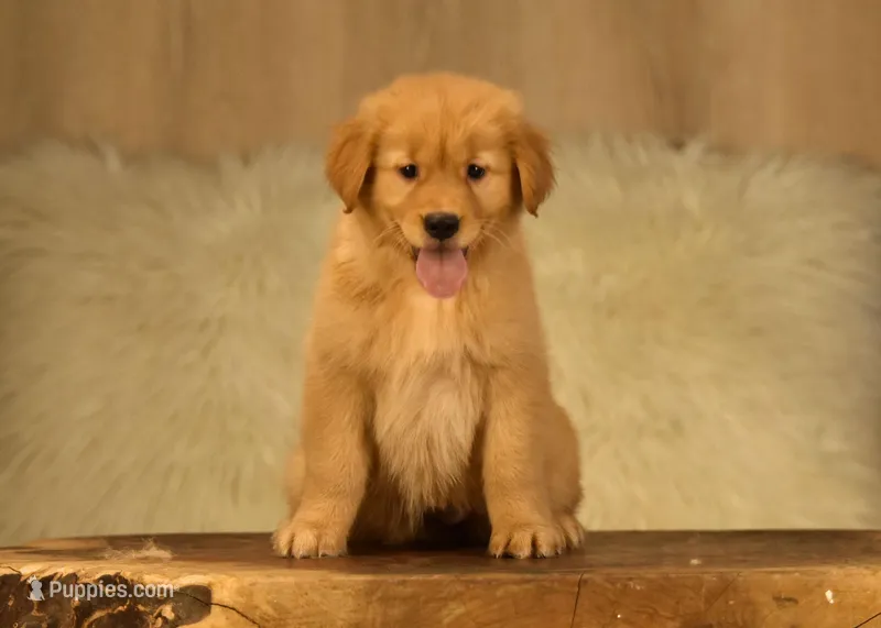 AKC OFA, a female Golden Retriever for sale in Modesto, CA – Photo 1 of 3