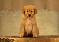 AKC OFA, a female Golden Retriever for sale in Modesto, CA – Photo 1 of 3